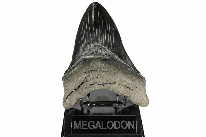 Serrated, Fossil Megalodon Tooth - Huge Tooth #134284